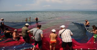 (Özel Haber) Balıkçılar Bu Balığa Av Yasağı Getirilmesini İstiyor