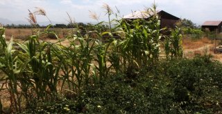 Van Gölü Kıyısındaki Hobi Bahçesinde Yılın İlk Hasadı
