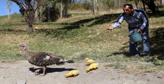 (Özel) Çin Irkı Kaz Yavrularına Hindi Sahip Çıktı