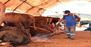 Kepez Kurban Bayramına Hazır