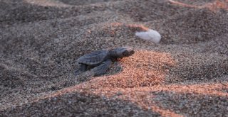 Caretta Carettalar Denizle Buluştu