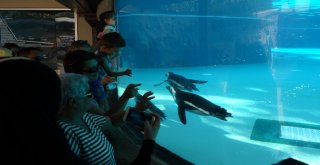 Kurban Bayramında Hayvanat Bahçesine Yoğun İlgi