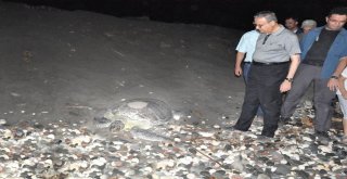 Deniz Kaplumbağaları Mersin Sahillerine Yumurta Bırakmaya Devam Ediyor