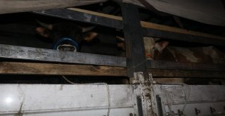 İlk Kurbanlıklar İstanbula Geldi