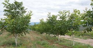 Dağı Taşı Ceviz Fidanı İle Doldurdu