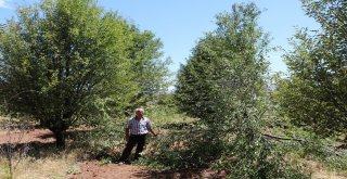 (Özel) Aç Ayılar Vişne Bahçesini Talan Etti
