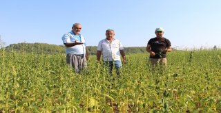Domatesin Ardından Susamda ‘Tuta Absoluta Kabusu