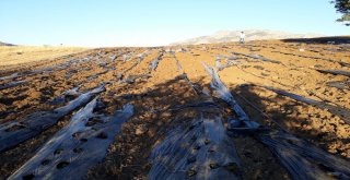 Domuz Sürüleri, Çilek Üreticilerini Zor Durumda Bıraktı