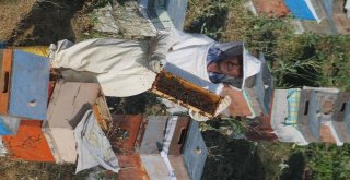 Bayburtlu Arıcıların “Ballı” Mesaisi