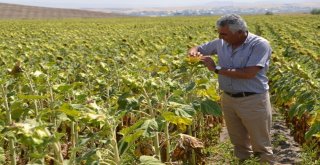 Tonlarca Karpuz Dolu Nedeniyle Zarar Gördü