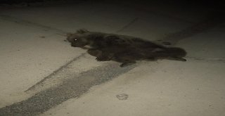 Otomobilin Çarptığı Ayı Telef Oldu