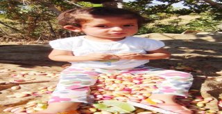 Silifkede Çilek Üreticileri Antep Fıstığına Yöneldi