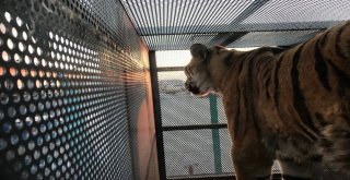 Turkish Cargo, Vahşi Doğanın Yırtıcılarını Bulutların Üzerine Taşıdı