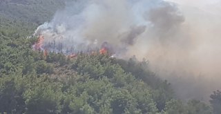 Hatayda Orman Yangını