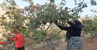 Siirt Fıstığında Yılın İlk Hasadı Başladı