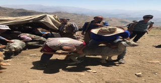 Terörün Yerini Huzura Bırakması İle Dağlar Ve Yaylalar Şenlendi