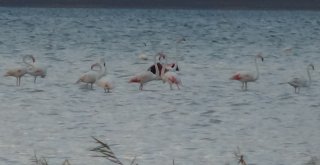 Kuruyan Göl, Kuş Cenneti Oldu