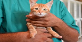 Bir Daha Yürüyemez Demişlerdi