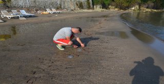 Orduda Sahile Fındık Vurmaya Devam Ediyor