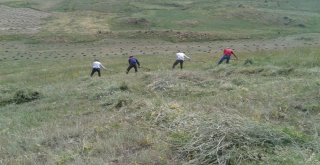 Doğu Anadoluda Asırlık Tırpan Geleneği Yaşatılmaya Devam Ediliyor