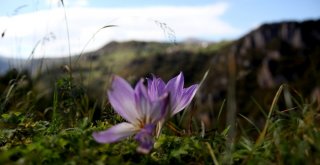 Doğal Meteoroloji Sistemi ‘Vargit Çiçekleri Yaylaları Süslüyor