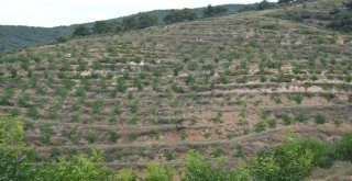 Dağı Taşı Ceviz Fidanı İle Doldurdu