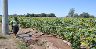 Ziraat Odası Başkanı Koçak: Ülkemiz İçin Milli Ay Çekirdeğini Çitleyin