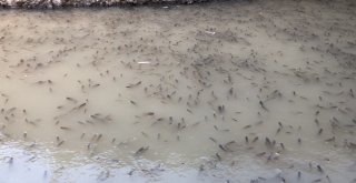 Baraj Önünde Sıkışan Balıklar Havasızlıktan Telef Oluyor