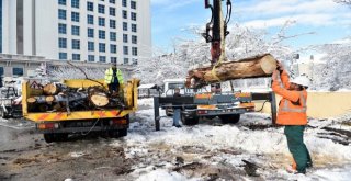 Kar Yağışı Sonrası Kırılan Ağaçlar Kaldırılıyor