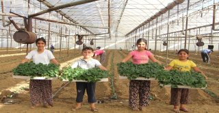 Dolara Tepki Olarak Fide Ekimini 1 Ay Öne Aldılar