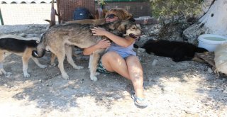 Çeşmede Sokak Hayvanları Sahipsiz Değil