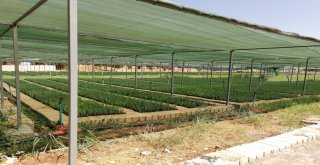 Adıyamanda Ağaçlandırma Çalışmalarına Hız Verildi