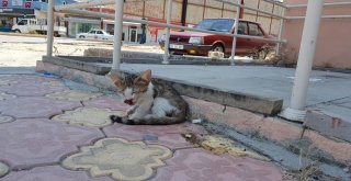 Otomobilin Çarptığı Yavru Kedinin Başından Biran Olsun Ayrılmadı