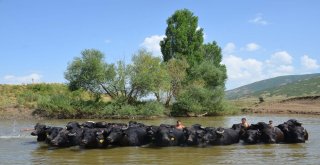 Muşta Damızlık Manda Dağıtımı
