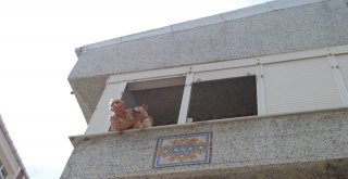 Evinde 11 Köpek Ve 7 Kedi Bakıyor