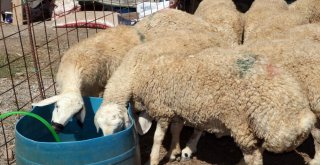 Yem Fiyatlarının Artması Üreticiyi De Tüketiciyi De Etkiledi