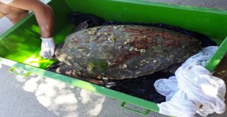 70 Yaşındaki Dev Deniz Canlısı Son Anda Kurtarıldı