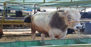 Aliağada Kurbanlıklar Alıcılarını Bekliyor