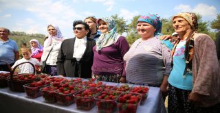 Vali Hanım Çileğinin İlk Hasadını Vali Hanım Yaptı