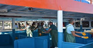 Sinopta Palamut Bereketi