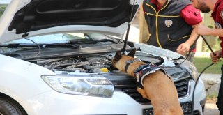 Narkotik Köpekleri Zehir Tacirlerinin Kabusu Olmaya Devam Ediyor