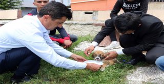 Sürücünün Çarpıp Kaçtığı Yavru Köpeğe Şefkat Eli