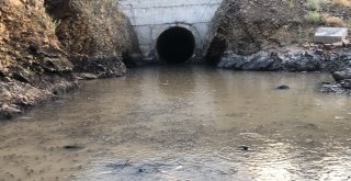 Baraj Önünde Sıkışan Balıklar Havasızlıktan Telef Oluyor