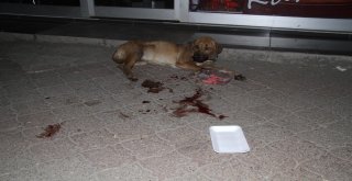 Vicdansız Sürücü Çarptığı Köpeği Bırakıp Kayıplara Karıştı