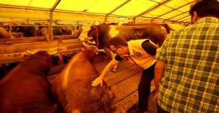 Eyüpsultanda Kurbanlıklara Özel Soğutma Sistemi