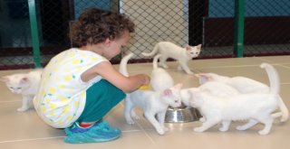 (Özel) Vanda Yüzücü Kediler Yetiştirilecek