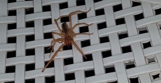 Zehirli Sarıkız Örümceği Mahallede Paniğe Neden Oldu