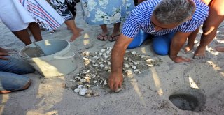 Çeşmede İlk Defa Doğan Caretta Yavruları Denizle Buluştu