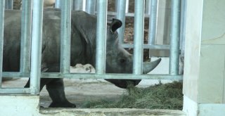 Bursa Hayvanat Bahçesinin Yeni Misafirleri Gergedanlar
