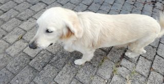 Bayram Sabahı Büyük Panik